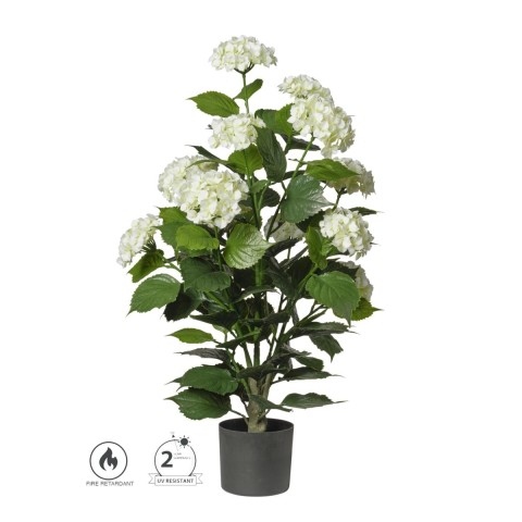 PIANTA ORTENSIA IN VASO CM.90
